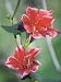 Picotee Red Morning Glory 15 Seeds - SALE* - FREE SHIPPING ON ADDITIONAL HIRTS SEEDS ORDERED &amp; PAID WITH ONE PAYMENT!