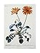 African Daisy - Georg Dionysius Ehret Art Print Poster - 19.5 x 26