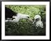Gentle greeting, demure response mark the courtship of the Laysan albatross Animals Framed Art Poster Print by William Allen, 39x31