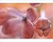 Photographic Prints of Lilac (Syringa vulgaris) from Science Photo Library