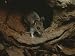 A Mouse Steps out of its Woodland Home in a Hollow Log Photographic Poster Print, 16x...