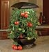 AeroGrow AeroGarden Deluxe with Master Gardener Deluxe Kit, Black