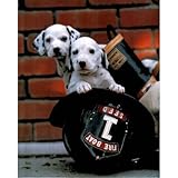 Ron Kimball Firefighting Pups Art Print Poster - 13x19