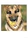 Dog Holding Tennis Ball Animals Photographic Poster Print by Peter Ciresa, 24x32