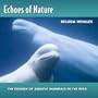 Echoes Of Nature: Beluga Whales