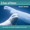 Echoes Of Nature: Beluga Whales