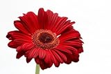 Burgandy Gerbara Daisies, Wholesale, 100 Flowers