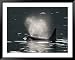 A Male Killer Whale Surfacing for Fresh Air and Expelling Stale Air Framed Art Poster...