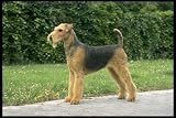 12X16 inch 1 of Top 100 Pedigree Dogs Canvas Art Airedale