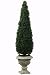 Springray Obelisk Topiary