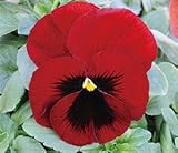 パンジービオラパンジー デルタプレミアム「レッドウイズブロッチ」３株セット