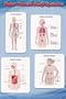 (24x36) Major Human Body Systems (Immune, Organs of Excretion, Digestive, Endocrine) Art Poster Print