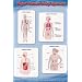 (24x36) Major Human Body Systems (Immune, Organs of Excretion, Digestive, Endocrine) Art Poster Print
