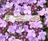 CREEPING THYME Thymus Serpyllum --- 10,000 Flower Seeds