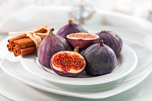 Little Miss Figgy Edible Fig Plant - Ficus carica - Sweet/Dwarf - 4 Little Miss Figgy Edible Fig Plant - Ficus carica - Sweet/Dwarf - 4