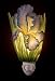 Flowers of Light Night Lights Bearded Iris Ibis and Orchid