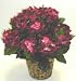 DOUBLE Potted Hydrangea Bush (burgundy)