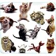 Cat Group Mouse Pad