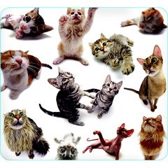 Cat Group Mouse Pad