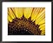 Close-Up Detail of a Sunflower Head Showing the Seeds and Petals, North Carlton, Australia Botanical Framed Art Poster Print by Jason Edwards, 22x18