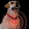 SpotLit L.E.D. Dog Collar Light (Color=Disc-O)