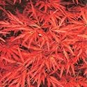 JAPANESE MAPLE - 10 Seeds - Acer palmatum