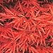 Outdoor Living : JAPANESE MAPLE - 10 Seeds - Acer palmatum
