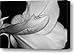 Amaryllis Flower about to Bloom in black and white Canvas Print / Canvas Art - Artist James Bo In...