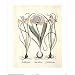 Professionally Framed Iris (Plant Study) Art Print Poster - 16x20 with RichAndFramous Black Wood Frame