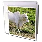 Danita Delimont - Cows - Brahma bull cow, cattle - NA02 DFR0037 - David R. Frazier - Greeting Cards-6 Greeting Cards with envelopes