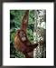 Adolescent Sumatran Orangutan, Indonesia Framed Art Poster Print by Robert Franz, 18x...