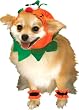 Pet Costumes - Pumpkin Costume for Dogs or Cats Large Dog
