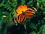 A Yellow and Orange Danalid Butterfly on a Similarly Coloured Flower, Costa Rica Photographic Poster Print by Mark Newman, 24x18