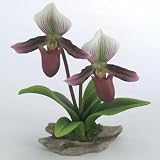 Andrea by Sadek Double Pink Lady's Slipper Orchid