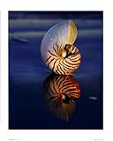 Tiger Nautilus FINEST BRAND CANVAS Print With Added Heavy BRUSHSTROKES Ruth Burke 10x12 Tiger Nautilus FINEST BRAND CANVAS Print With Added Heavy BRUSHSTROKES Ruth Burke 10x12