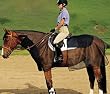 Cashel Quiet Ride 2-Piece Bug Armor