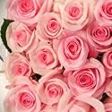 12 Gift Wrapped Pink Silk Roses - Valentine's Day
