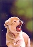 ビッグコミック オリジナル 2008年 犬カレンダー