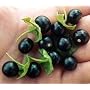Rare Jaltomate Black Berry Bush/Plant 10 Seeds - Easy to grow!