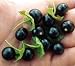 Rare Jaltomate Black Berry Bush/Plant 10 Seeds - Easy to grow!