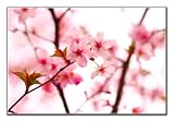 Spring Flower Nature LARGE Canvas Print READY TO HANG! 30 x 20