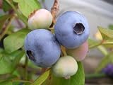 ブルーベリー 苗 エリザベス ノーザンハイブッシュ系　接ぎ木苗 ブルーベリー苗 blueberry