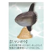 エポック社 地球生命紀行 ジンベエザメ＆サンゴ礁に息づく生き物 マンボウ ガチャポン フィギュア