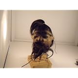 Ecuadorian Shrunken Head 