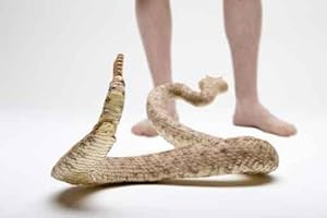 Rattlesnake - Peel and Stick Wall Decal by Wallmonkeys