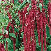 Love Lies Bleeding Amaranthus 150 Seeds