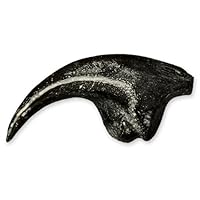 Allosaurus Claw
