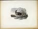 MOORHEN c1843 ANTIQUE PRINT BIRDS ANIMALS FINE ART