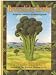Broccoli by Brody: Recipes for America's Healthiest Vegetable
