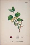 T HONEYSUCKLE FLOWER PLANT COLOUR OLD PRINT 1878
